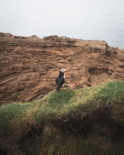 Atlantic Puffin