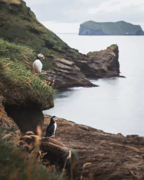 Puffin