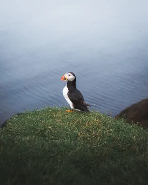 Puffin