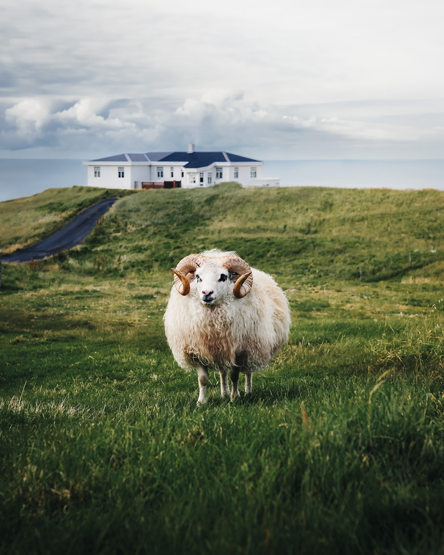 Sheep