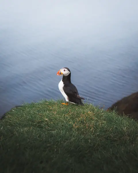 Puffin